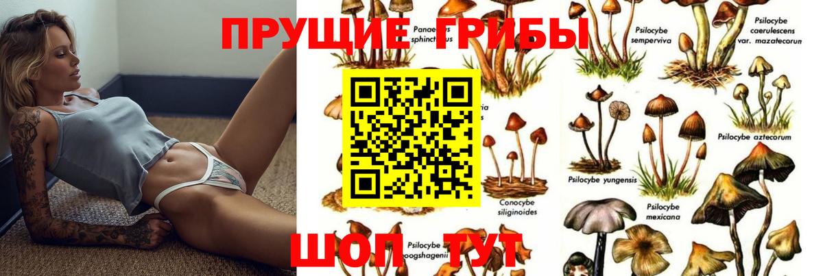 Псилоцибиновые грибы мицелий Горячий Ключ